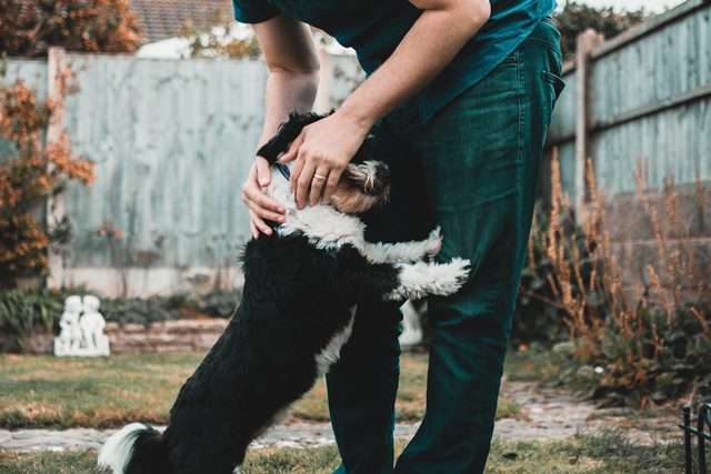 Dog playing with his master