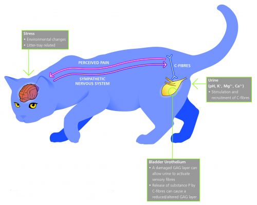 Picture Of Urine Of Cat With Cystitis Picture Of Urine Of Cat With Cystitis