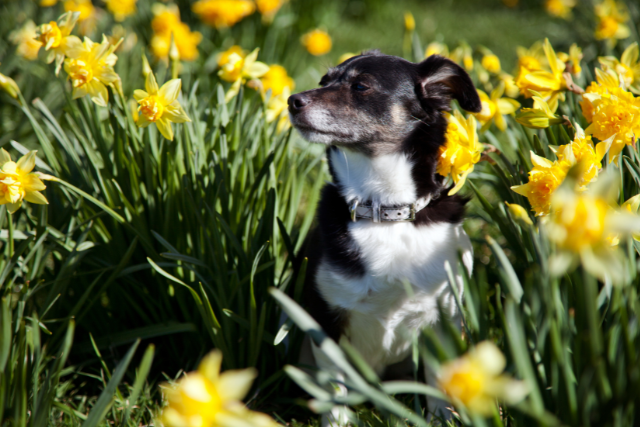 Dog with daffodils and tulips