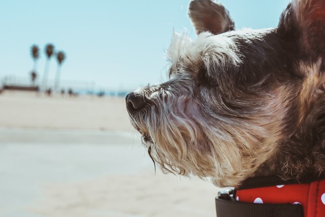 dog on beach