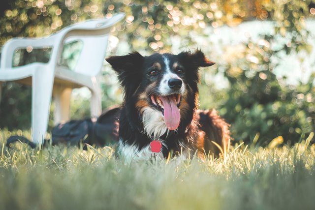 dog in grass on sunny day