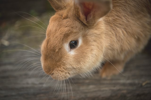 light brown rabbit