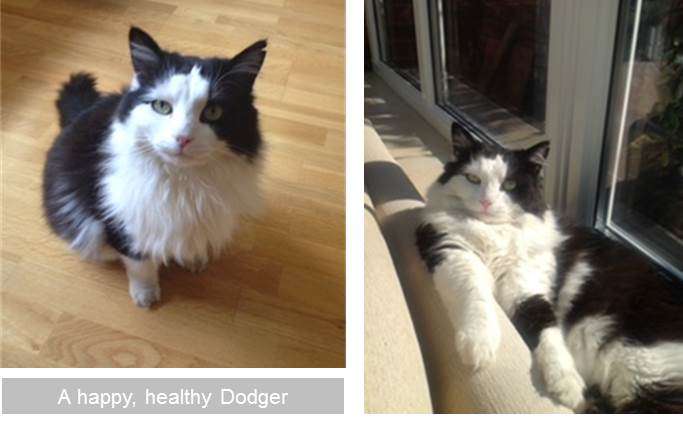 A happy, healthy Dodger