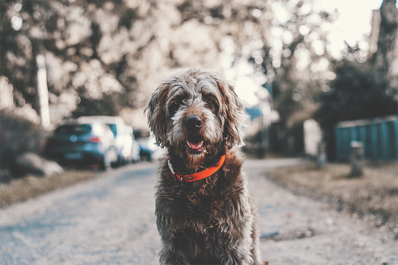 dog looking at camera