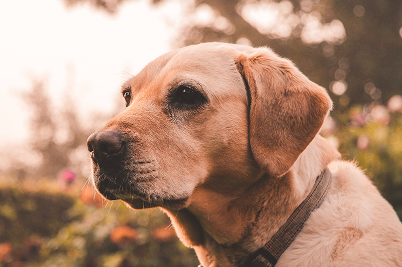 dog in sun