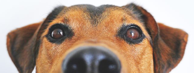 Close-up photo of an anxious dog