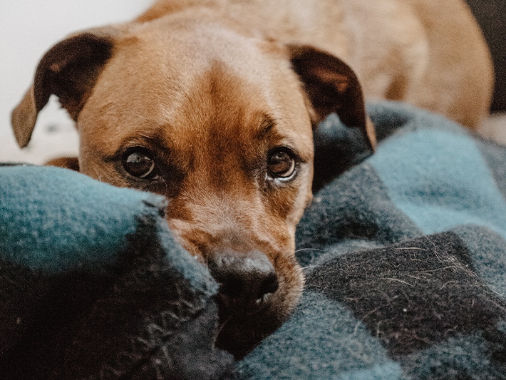 A relaxed dog lying on a cozy blanket, looking peaceful and content