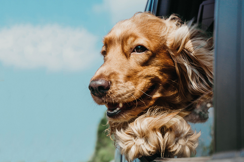 dog in car