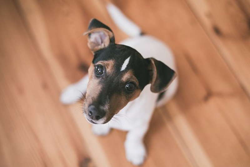 dog looking up 