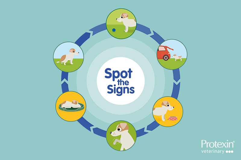 Spot the signs of OA in dogs