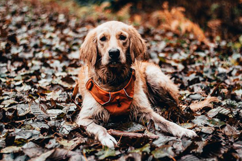 dog in leaves