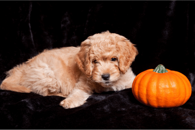 Fluffy dog lying on a blanket near a large pumpkin