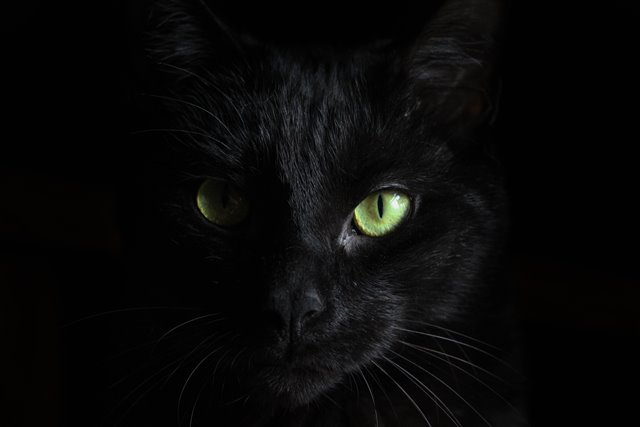 A black cat with colorful yellow eyes emerges from the dark