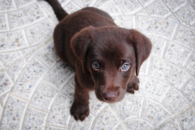 puppy looking up