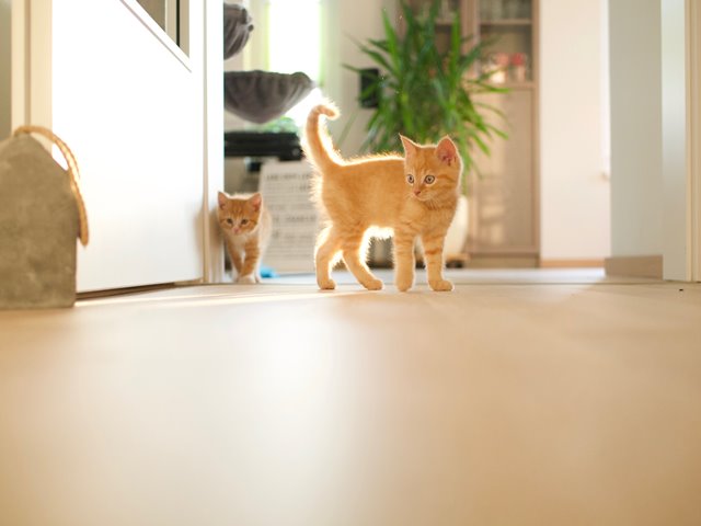 kittens in the kitchen