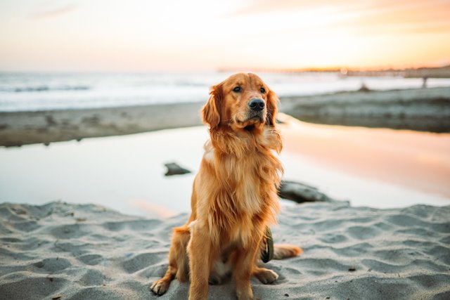 dog on the beach