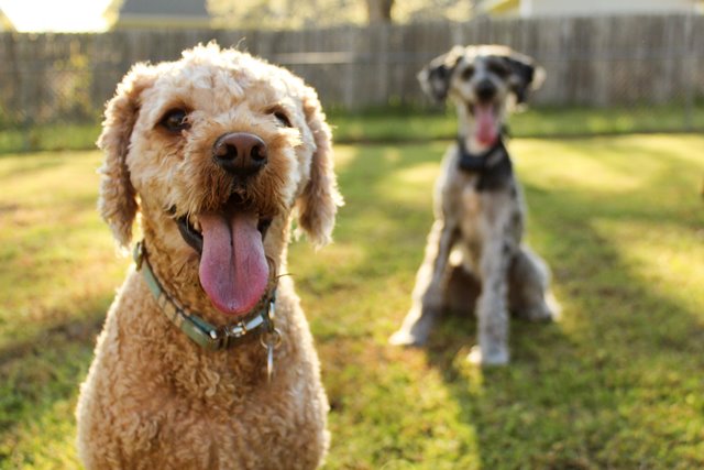 2 dogs in grass summer time