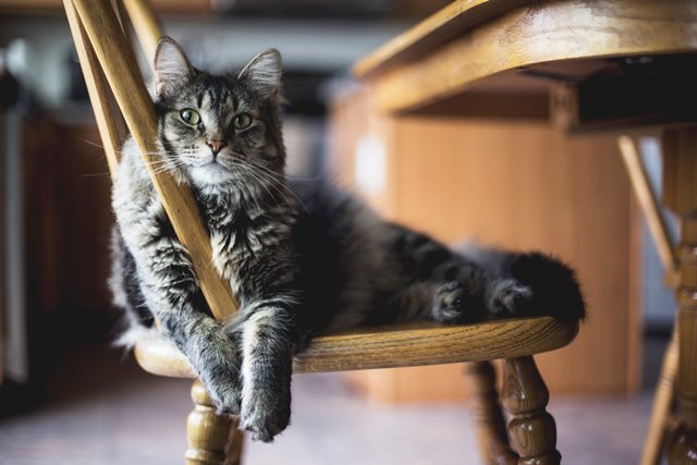 cat sat on dining room chair