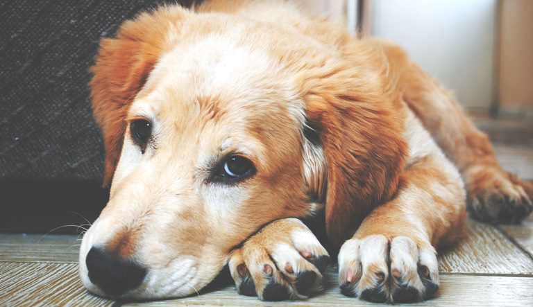 A retriever dog waiting for his walk