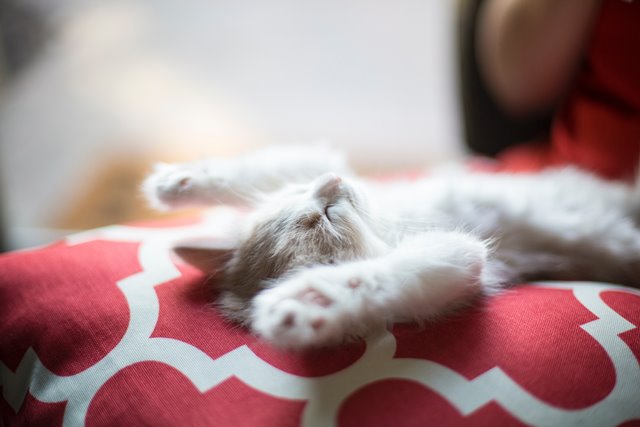 kitten asleep on bed