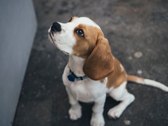 puppy looking up