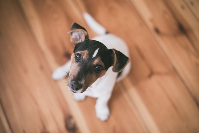 puppy looking up