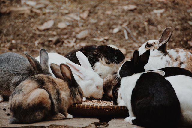 group of rabbits