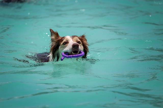 dog swimming with toy