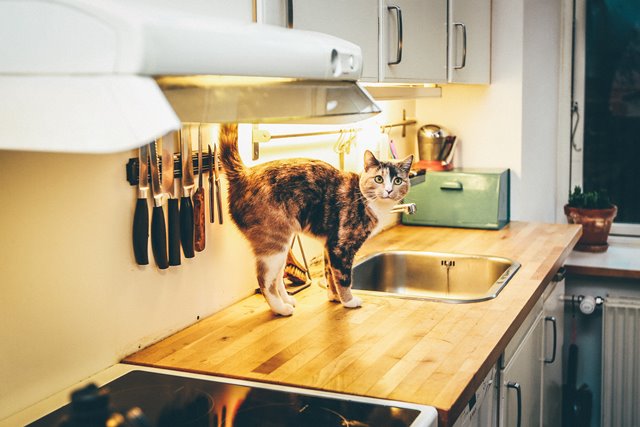 cat on kitchen surface