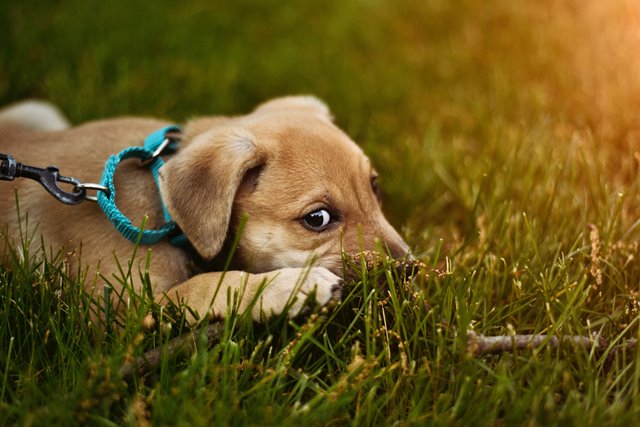 puppy on grass