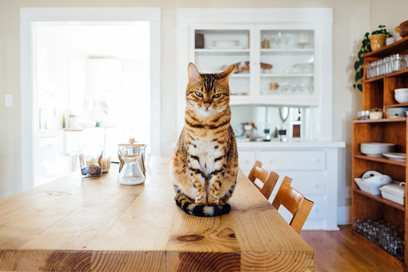 cat sat on table