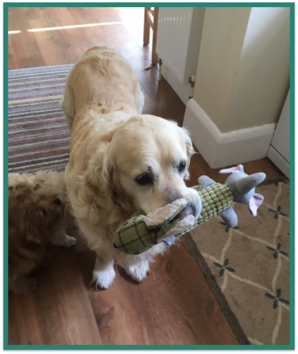 Old golden retriever playing with his toy