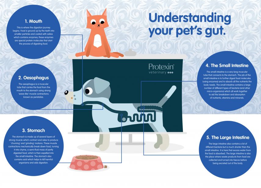 5 points diagram for understanding your pets gut