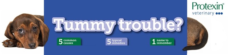 Tummy trouble banner: 5 causes and 5 remedies