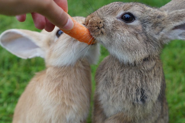rabbits eating carrots