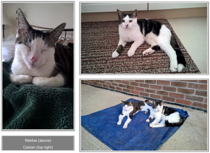 cats Rebbie and Castan are lying on a bedspread