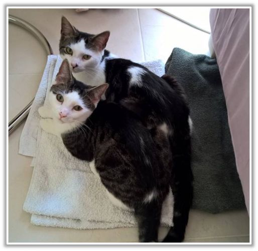 cats Rebbie and Castan are lying on a bath towel