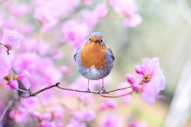 Close-up photo of a robin standing on a branch