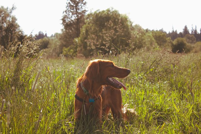 dog outside summer