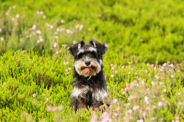 dog in a field at Spring
