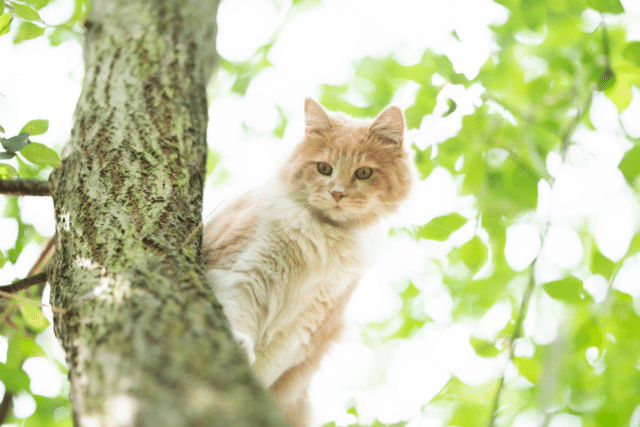 Long hair cat in a tree looking down