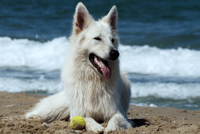 White dog lying in the beach with his ball