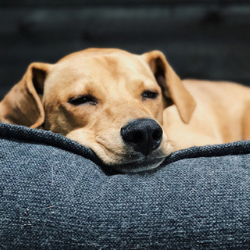 Dog sleeping on the sofa