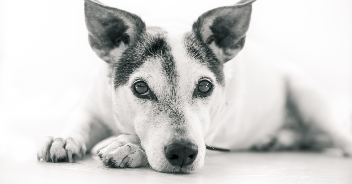 A small dog giving off an impression of anxiety, discomfort or fear
