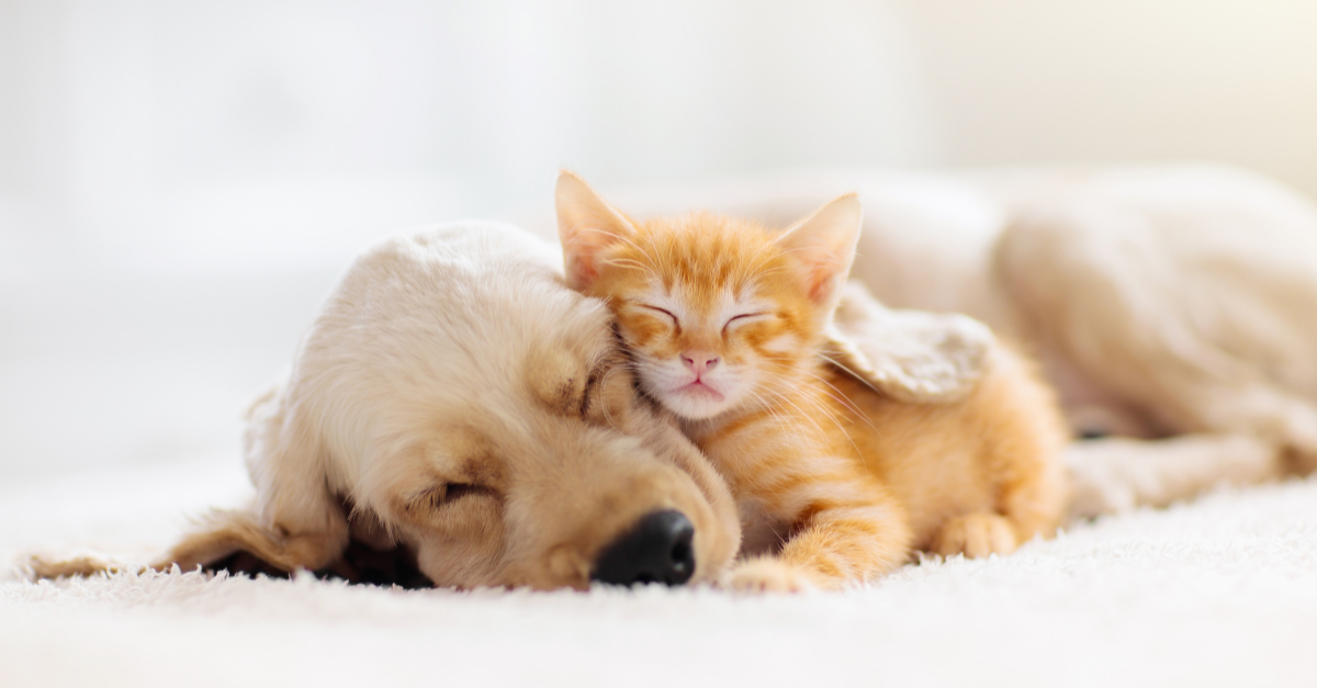 Adorable moment of a kitten sleeping with a Cocker Spaniel puppy