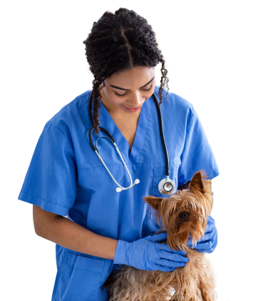 A vet petting a Yorkshire terrier