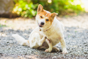 A dog who scratches himself A dog who scratches himself