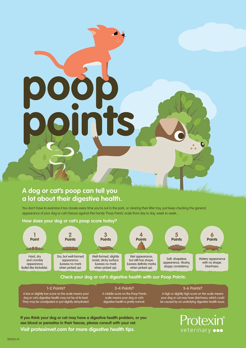 6 points to explain how your pets poop score today