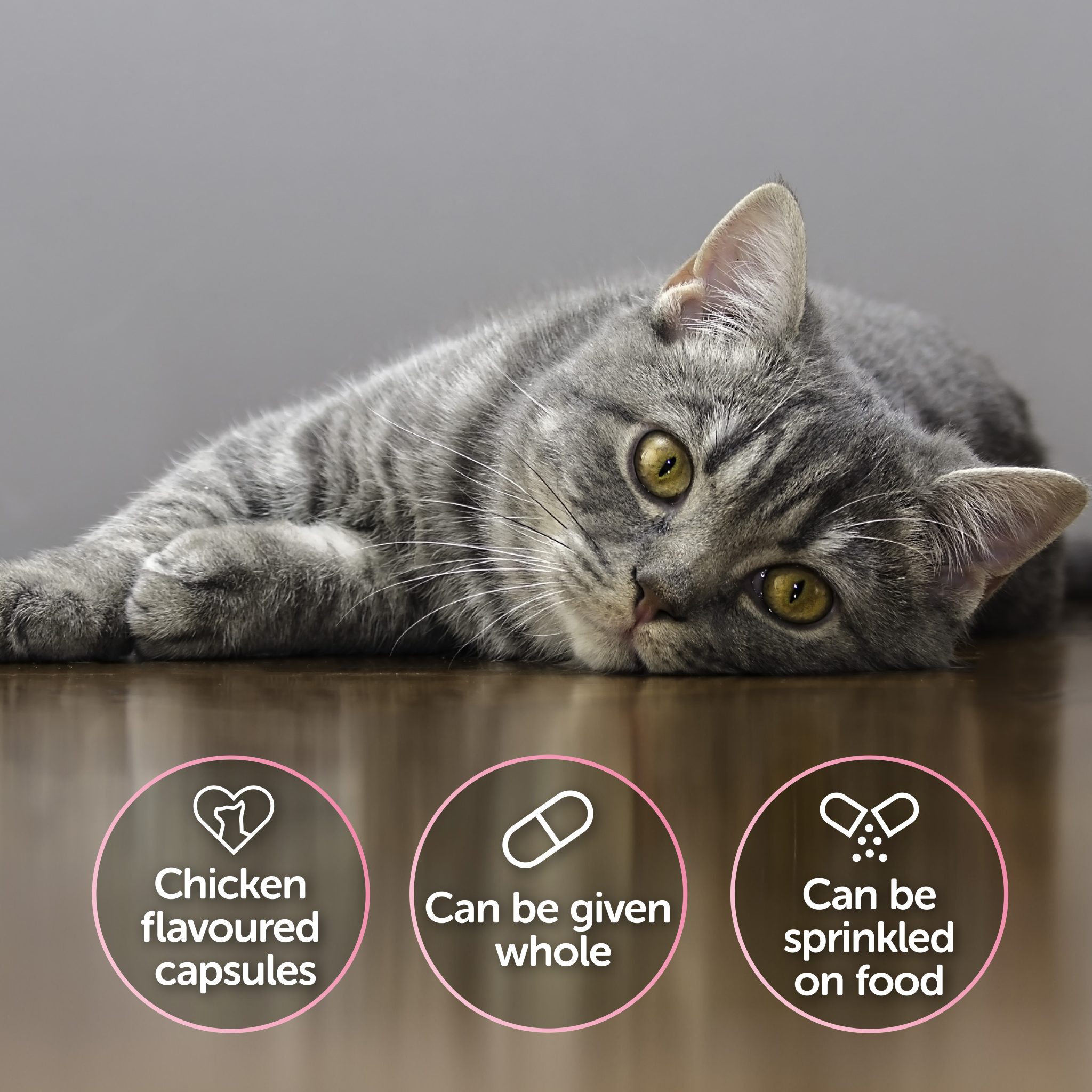 Cystophan description with grey cat on floor