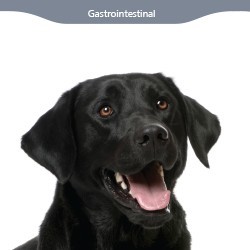Gastrointestinal Solutions